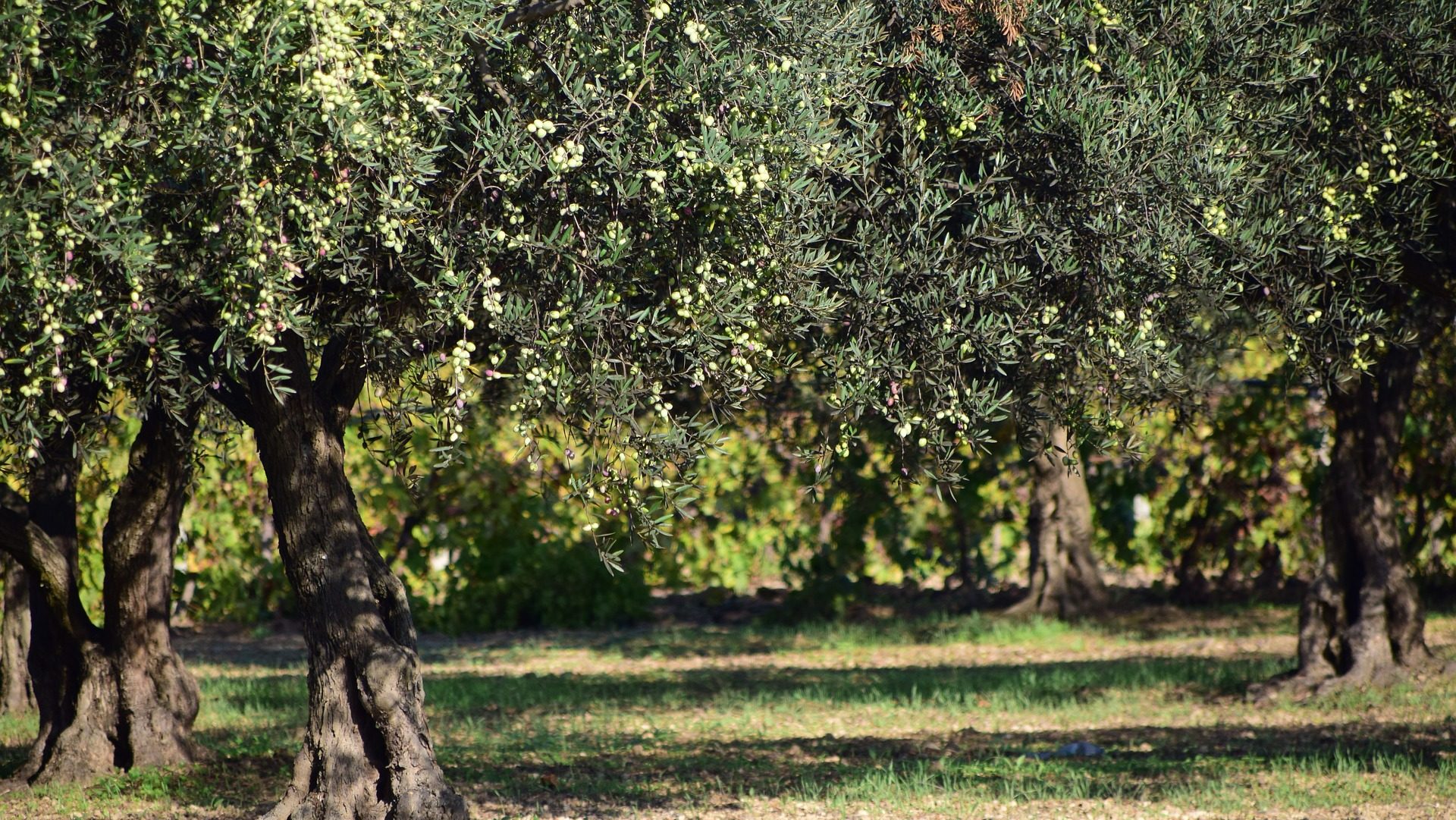 Oro del Petrarca