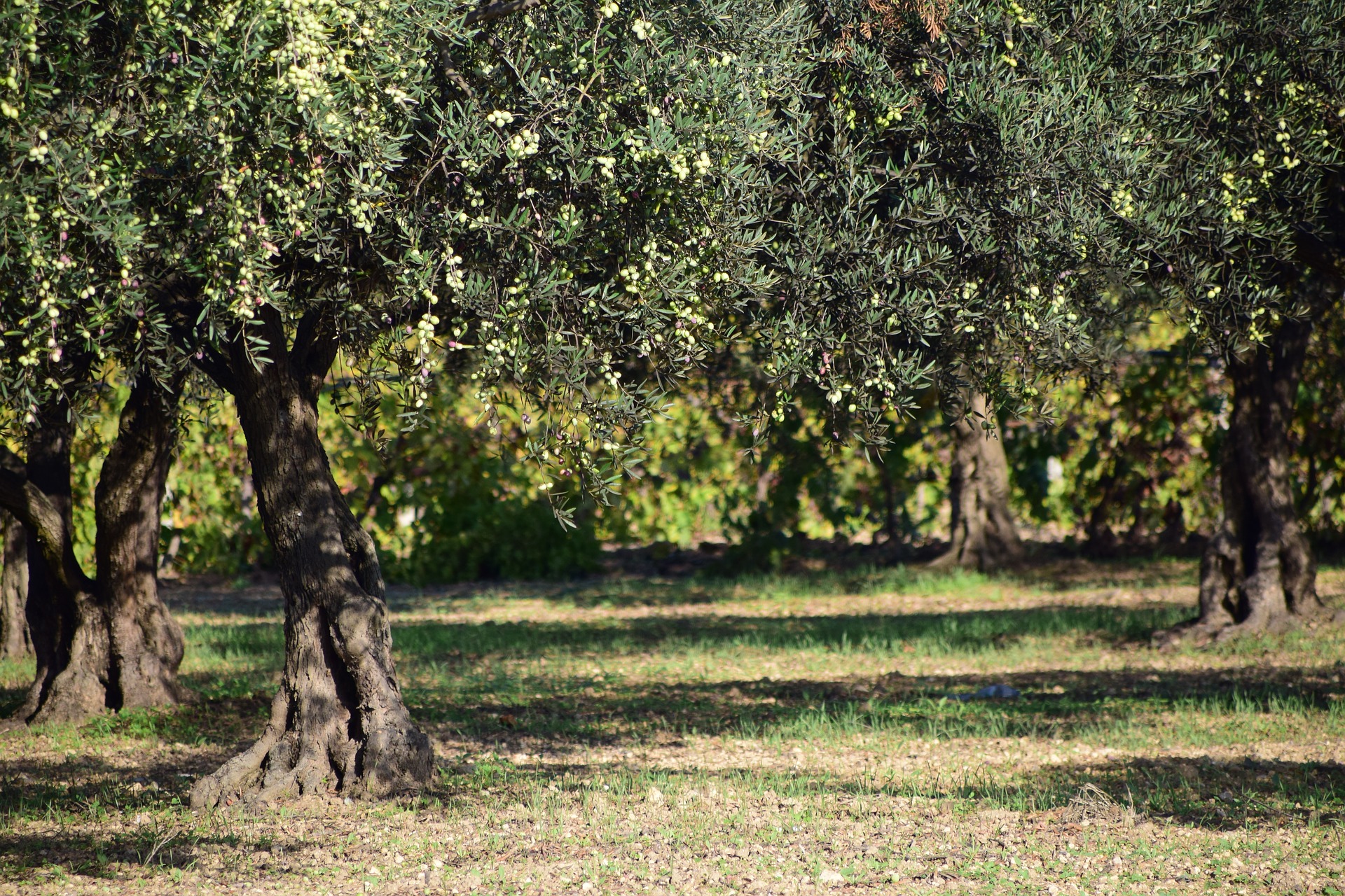 Oro del Petrarca
